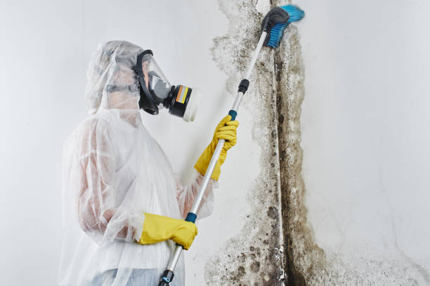 Best Emergency Mold Removal  in Cheswold, DE