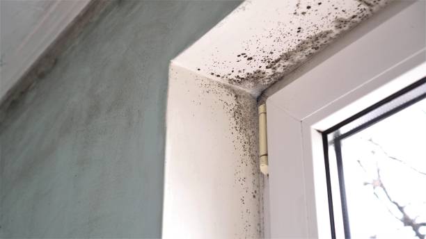 Best Fast Mold Removal  in Cheswold, DE