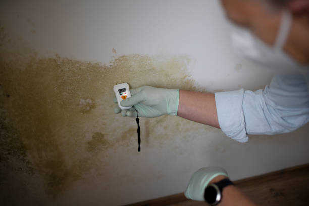 Best Black Mold Removal  in Cheswold, DE