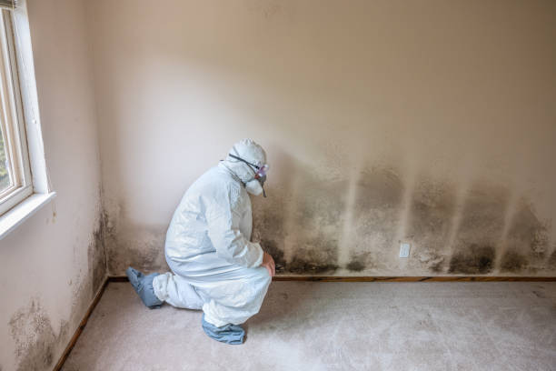 Mold Testing and Removal in Cheswold, DE