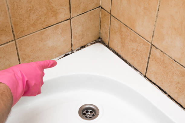 Best Mold Testing  in Cheswold, DE
