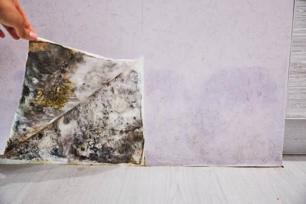 Best Mold Cleaning Services  in Cheswold, DE